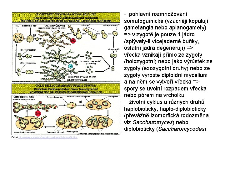  • pohlavní rozmnožování somatogamické (vzácněji kopulují gametangia nebo aplanogamety) => v zygotě je