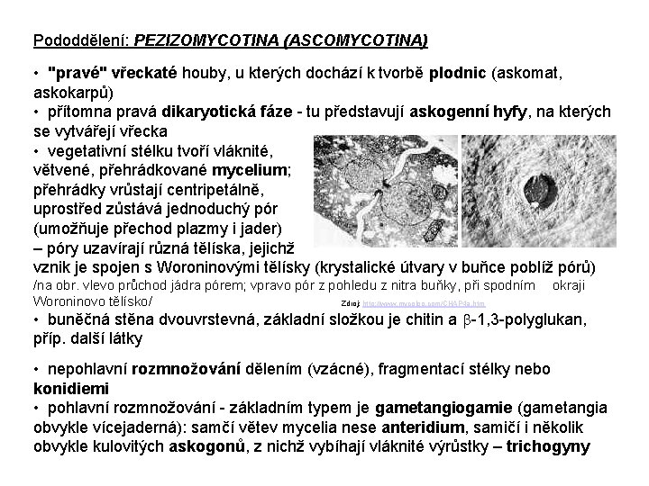 Pododdělení: PEZIZOMYCOTINA (ASCOMYCOTINA) • "pravé" vřeckaté houby, u kterých dochází k tvorbě plodnic (askomat,