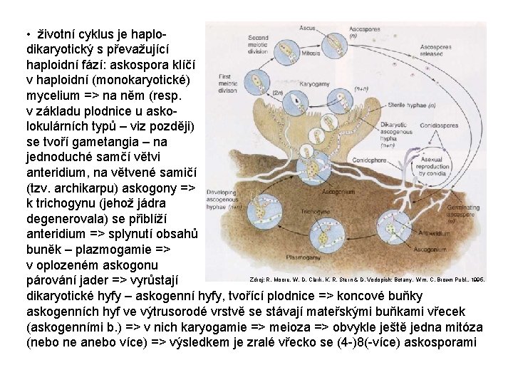  • životní cyklus je haplodikaryotický s převažující haploidní fází: askospora klíčí v haploidní