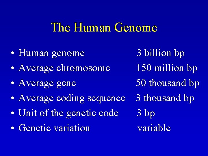 The Human Genome • • • Human genome Average chromosome Average gene Average coding