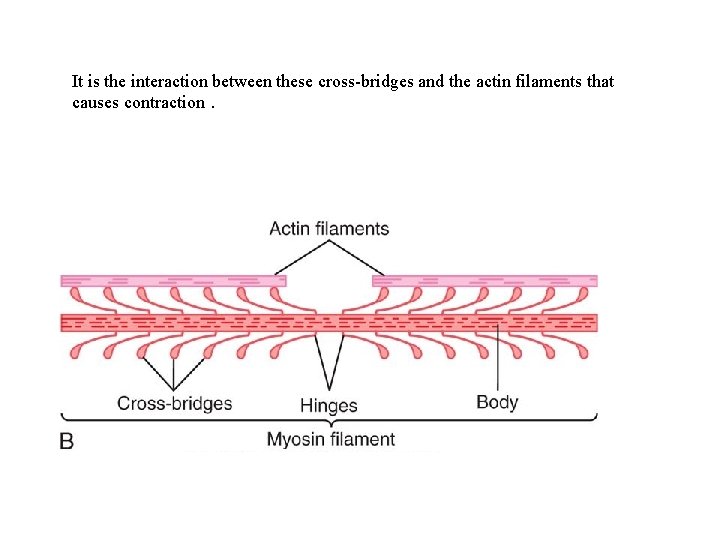 It is the interaction between these cross-bridges and the actin filaments that causes contraction.