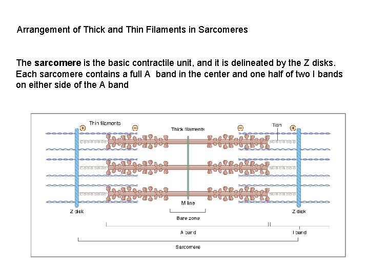 Arrangement of Thick and Thin Filaments in Sarcomeres The sarcomere is the basic contractile