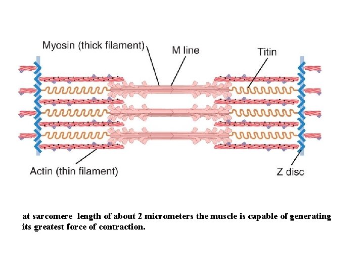 at sarcomere length of about 2 micrometers the muscle is capable of generating its