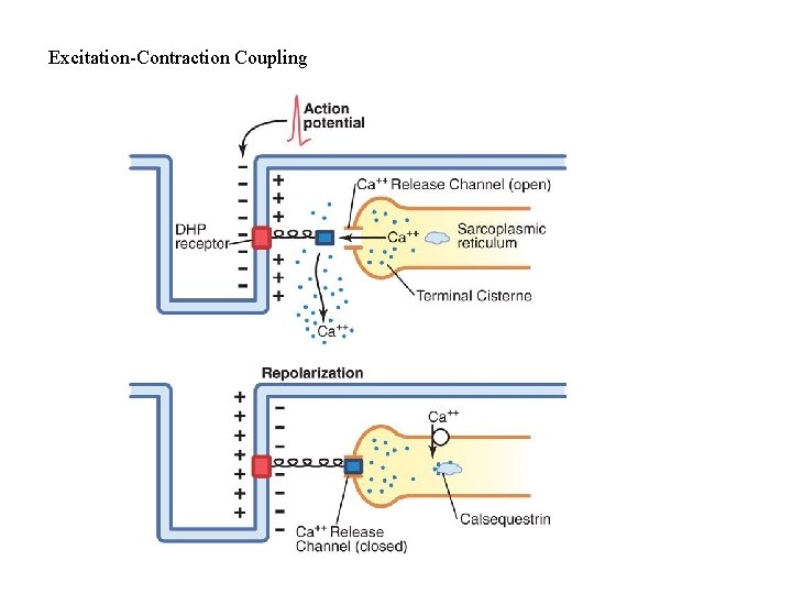 Excitation-Contraction Coupling 