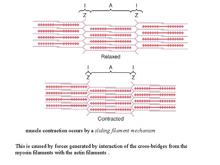 muscle contraction occurs by a sliding filament mechanism This is caused by forces generated