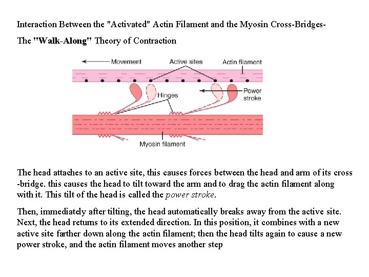 Interaction Between the "Activated" Actin Filament and the Myosin Cross-Bridges. The "Walk-Along" Theory of