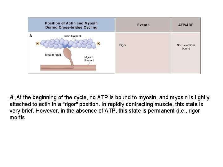 A , At the beginning of the cycle, no ATP is bound to myosin,