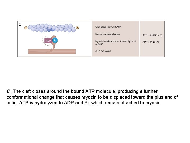 C , The cleft closes around the bound ATP molecule, producing a further conformational