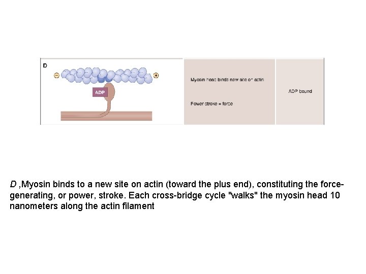 D , Myosin binds to a new site on actin (toward the plus end),