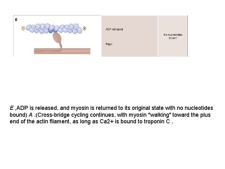 E , ADP is released, and myosin is returned to its original state with