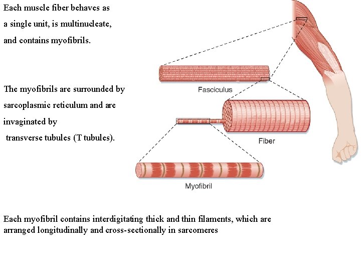 Each muscle fiber behaves as a single unit, is multinucleate, and contains myofibrils. The