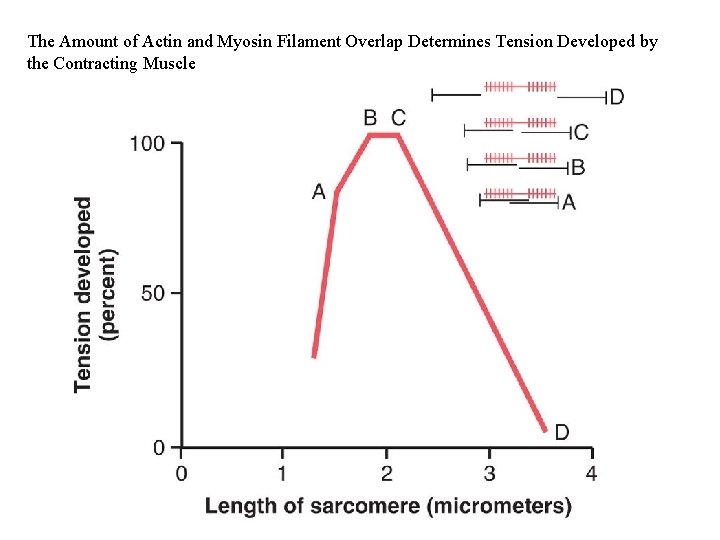 The Amount of Actin and Myosin Filament Overlap Determines Tension Developed by the Contracting