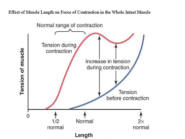 Effect of Muscle Length on Force of Contraction in the Whole Intact Muscle 