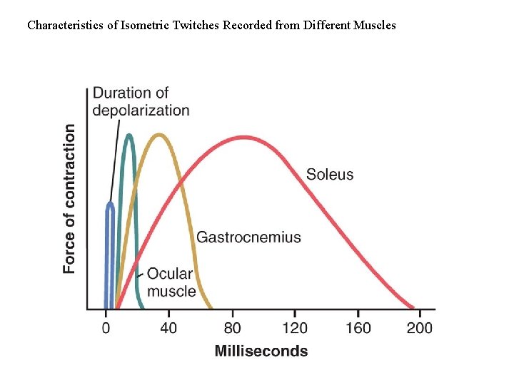 Characteristics of Isometric Twitches Recorded from Different Muscles 