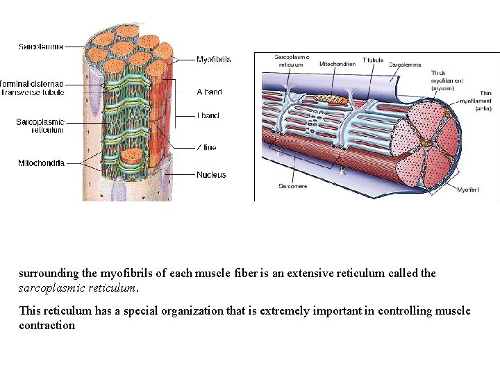 surrounding the myofibrils of each muscle fiber is an extensive reticulum called the sarcoplasmic