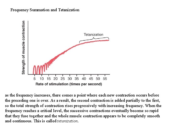 Frequency Summation and Tetanization as the frequency increases, there comes a point where each