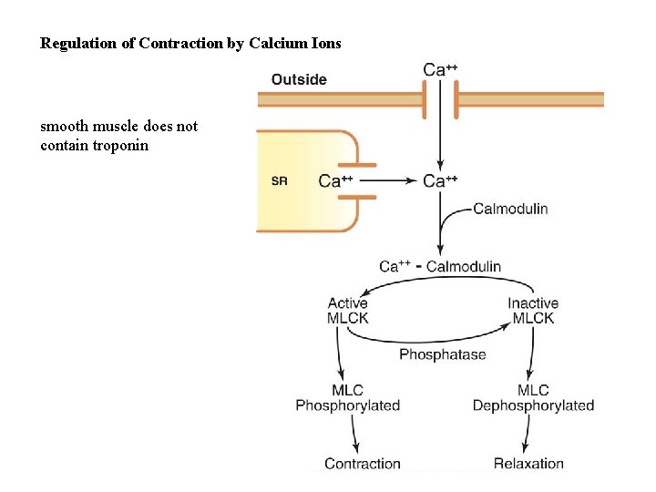 Regulation of Contraction by Calcium Ions smooth muscle does not contain troponin 