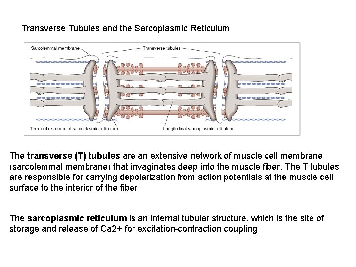 Transverse Tubules and the Sarcoplasmic Reticulum The transverse (T) tubules are an extensive network
