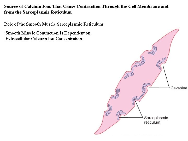 Source of Calcium Ions That Cause Contraction Through the Cell Membrane and from the