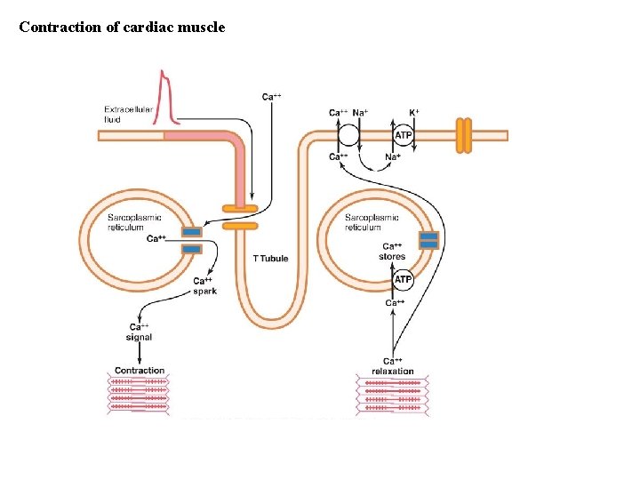 Contraction of cardiac muscle 