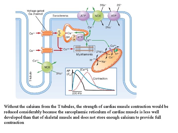 Without the calcium from the T tubules, the strength of cardiac muscle contraction would