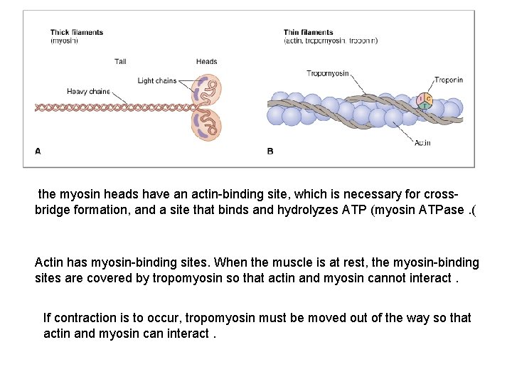 the myosin heads have an actin-binding site, which is necessary for crossbridge formation, and