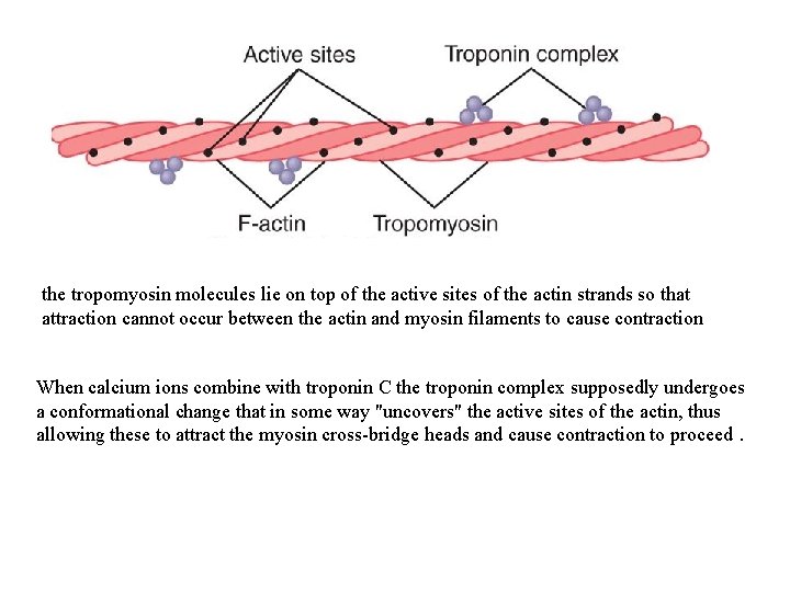 the tropomyosin molecules lie on top of the active sites of the actin strands