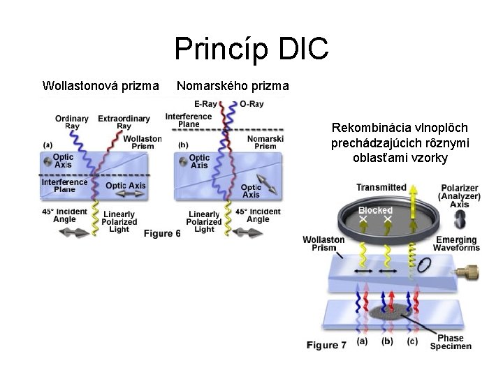 Princíp DIC Wollastonová prizma Nomarského prizma Rekombinácia vlnoplôch prechádzajúcich rôznymi oblasťami vzorky 