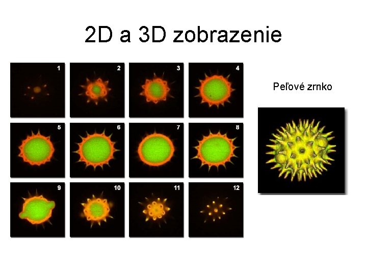 2 D a 3 D zobrazenie Peľové zrnko 