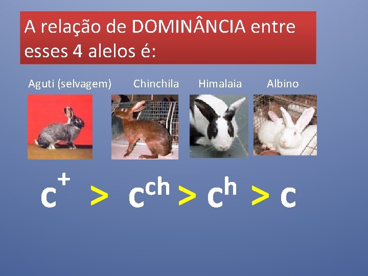 A relação de DOMIN NCIA entre esses 4 alelos é: Aguti (selvagem) + c