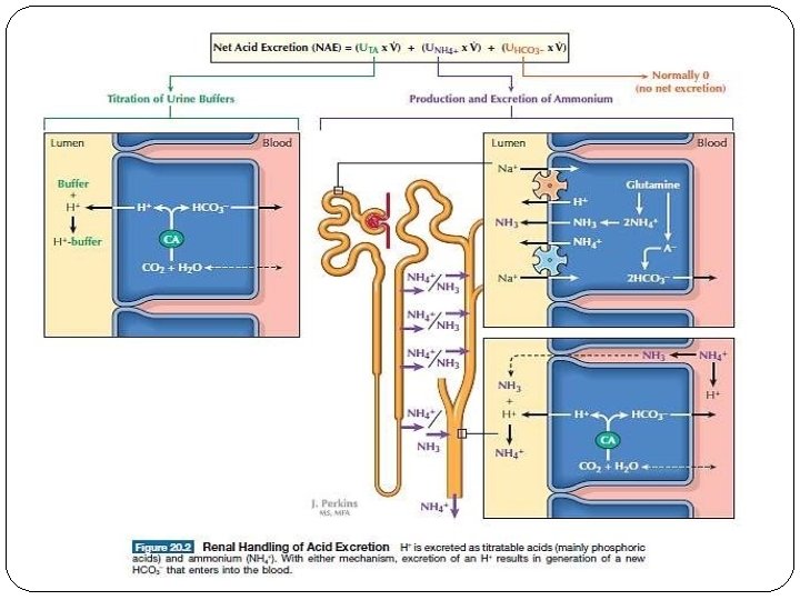 FLUID, ELECTROLYTE, AND ACIDBASE DISORDERS 