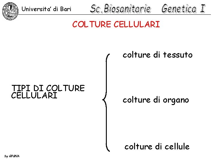 Universita’ di Bari COLTURE CELLULARI colture di tessuto TIPI DI COLTURE CELLULARI colture di