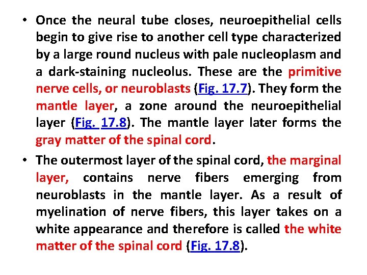  • Once the neural tube closes, neuroepithelial cells begin to give rise to