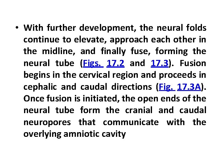  • With further development, the neural folds continue to elevate, approach each other