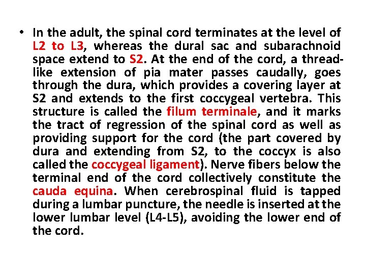  • In the adult, the spinal cord terminates at the level of L