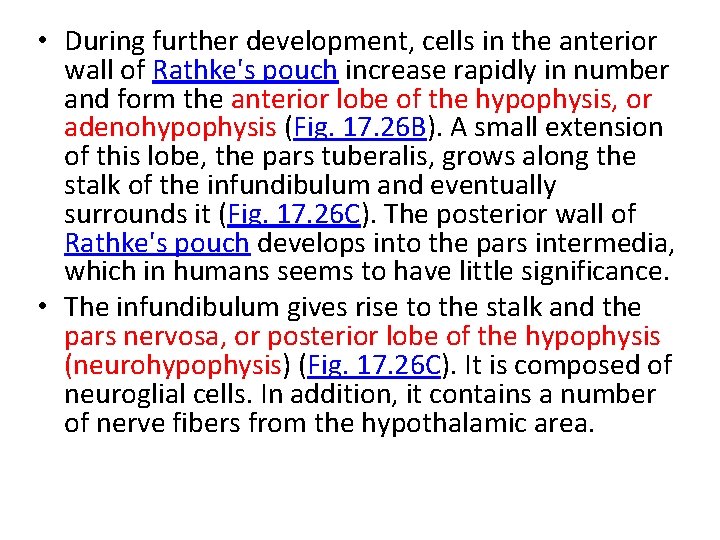  • During further development, cells in the anterior wall of Rathke's pouch increase