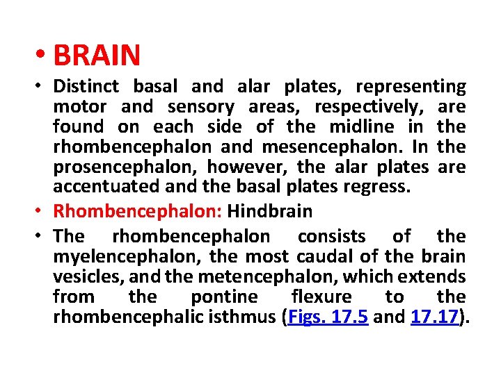  • BRAIN • Distinct basal and alar plates, representing motor and sensory areas,