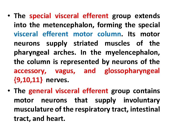  • The special visceral efferent group extends into the metencephalon, forming the special