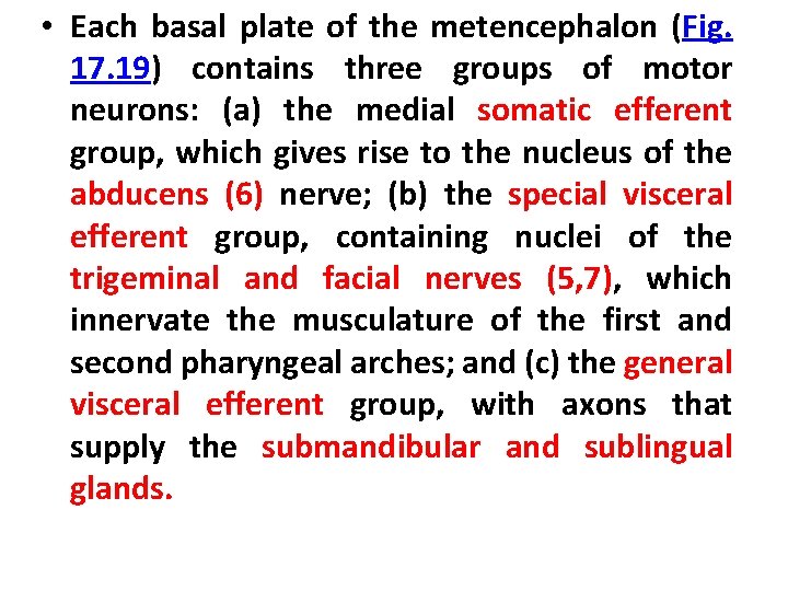  • Each basal plate of the metencephalon (Fig. 17. 19) contains three groups