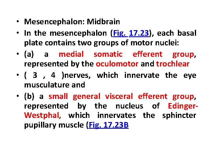  • Mesencephalon: Midbrain • In the mesencephalon (Fig. 17. 23), each basal plate