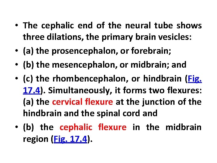  • The cephalic end of the neural tube shows three dilations, the primary