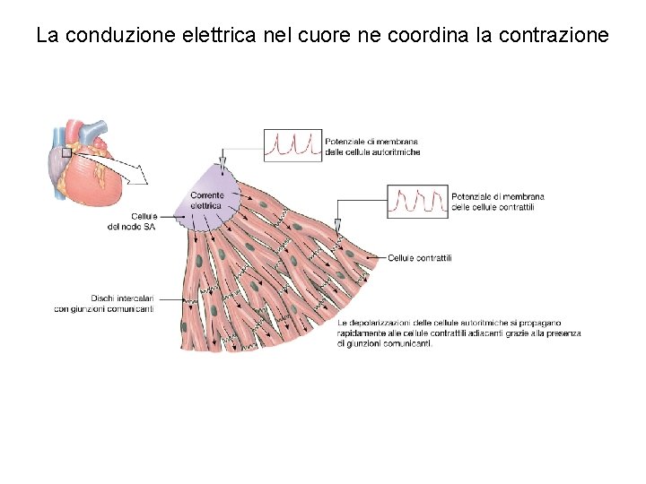 La conduzione elettrica nel cuore ne coordina la contrazione La conduzione elettrica nel cuore ne coordina la contrazione