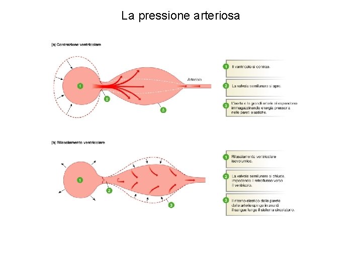 La pressione arteriosa La pressione arteriosa