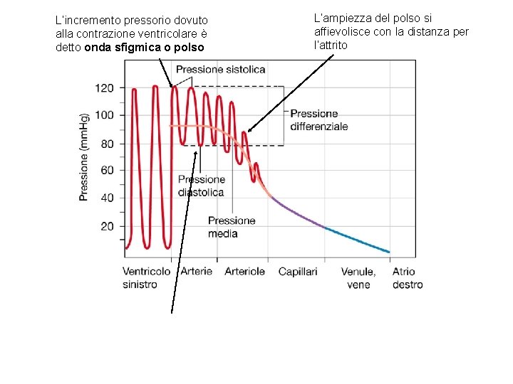 L’incremento pressorio dovuto alla contrazione ventricolare è detto onda sfigmica o polso L’ampiezza del L’incremento pressorio dovuto alla contrazione ventricolare è detto onda sfigmica o polso L’ampiezza del