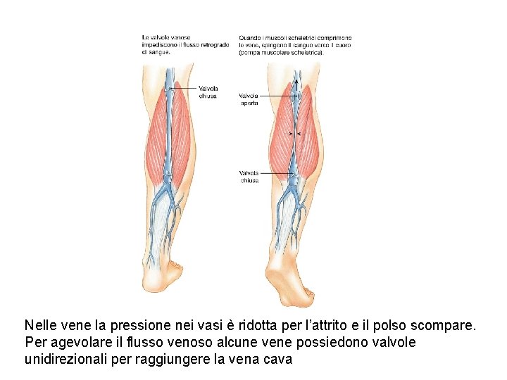 Nelle vene la pressione nei vasi è ridotta per l’attrito e il polso scompare. Nelle vene la pressione nei vasi è ridotta per l’attrito e il polso scompare.