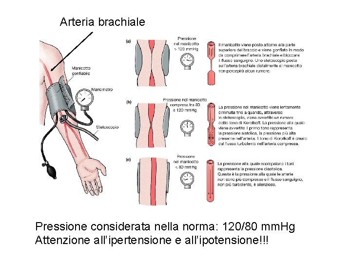 Arteria brachiale Pressione considerata nella norma: 120/80 mm. Hg Attenzione all’ipertensione e all’ipotensione!!! Arteria brachiale Pressione considerata nella norma: 120/80 mm. Hg Attenzione all’ipertensione e all’ipotensione!!!