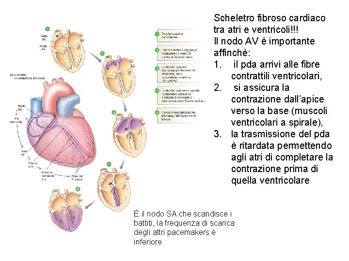 Scheletro fibroso cardiaco tra atri e ventricoli!!! Il nodo AV è importante affinchè: 1. Scheletro fibroso cardiaco tra atri e ventricoli!!! Il nodo AV è importante affinchè: 1.