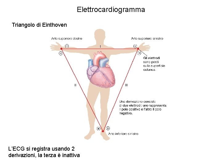 Elettrocardiogramma Triangolo di Einthoven L’ECG si registra usando 2 derivazioni, la terza è inattiva Elettrocardiogramma Triangolo di Einthoven L’ECG si registra usando 2 derivazioni, la terza è inattiva