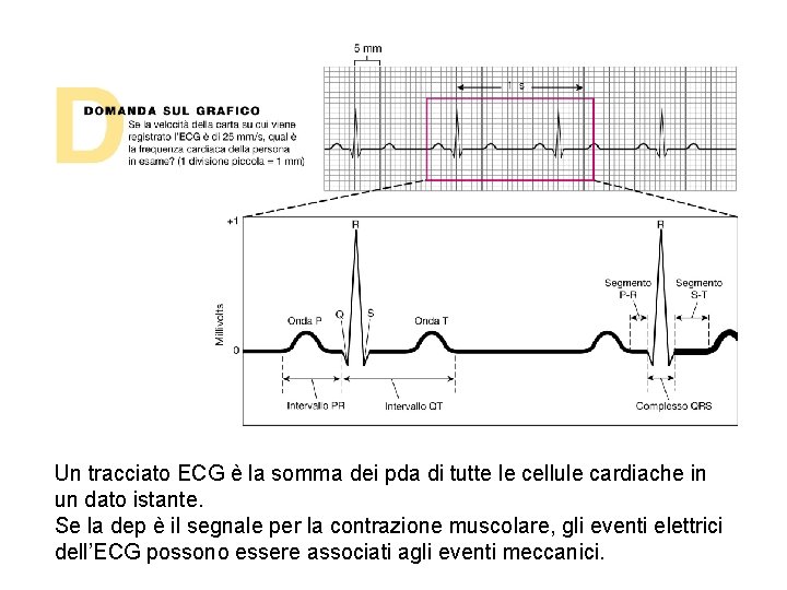 Un tracciato ECG è la somma dei pda di tutte le cellule cardiache in Un tracciato ECG è la somma dei pda di tutte le cellule cardiache in