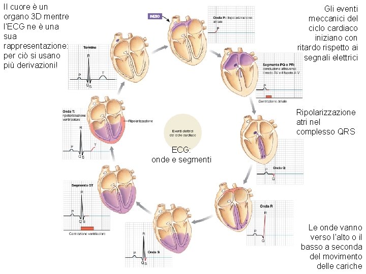 Il cuore è un organo 3 D mentre l’ECG ne è una sua rappresentazione: Il cuore è un organo 3 D mentre l’ECG ne è una sua rappresentazione: